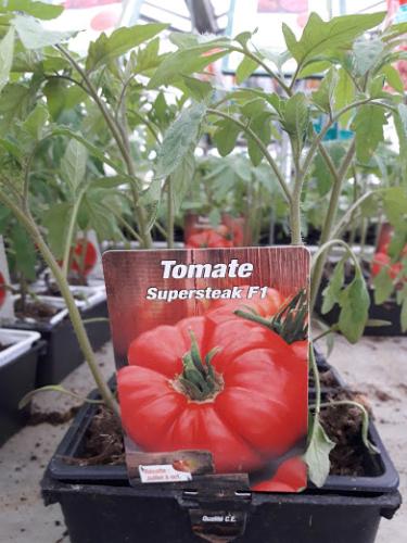 Tomate Supersteack