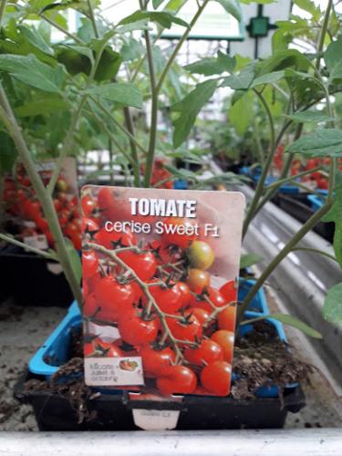 Tomates Cerise Rouge