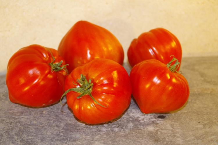 Tomates anciennes Coeur de Boeuf