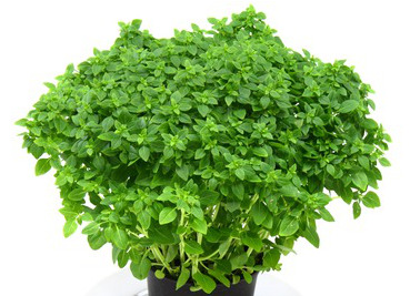 plant de basilic "fin vert"