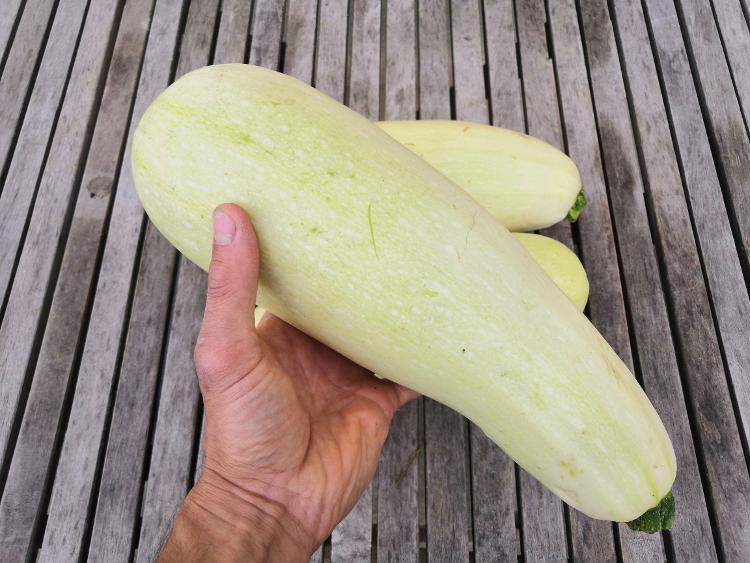 Grosse courgette blanche