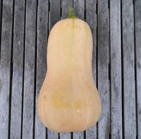 Gros butternut (1,8kg - 2,1kg)