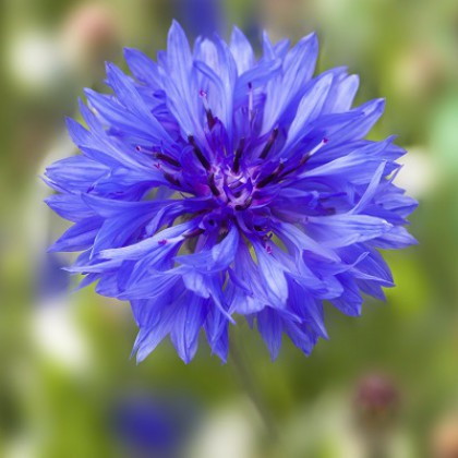 Plant de Centaurée 'Bleuet'