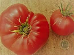 Plant de Tomate 'Brandywine Rouge'