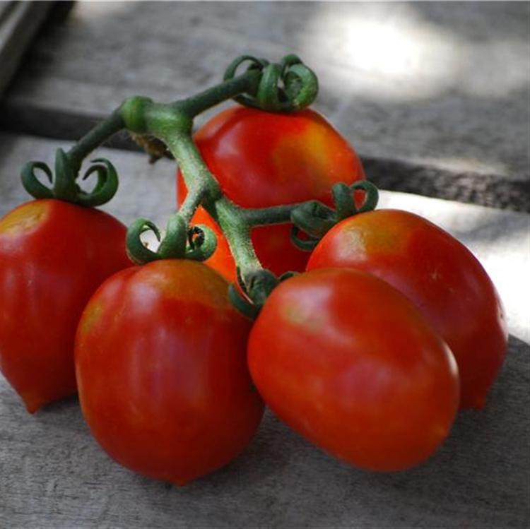 Plant de Tomate Cerise 'Brin de Muguet'