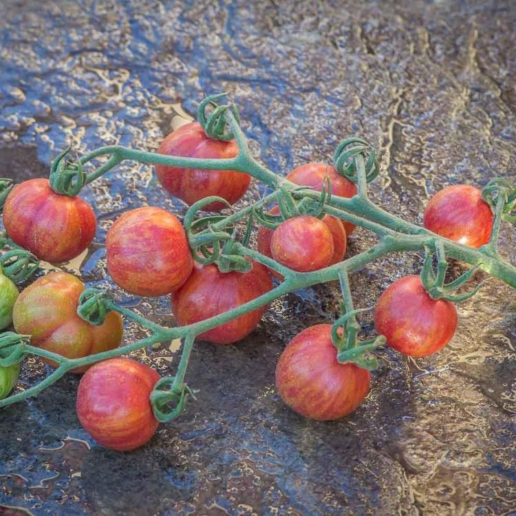 Plant de Tomate Cerise 'Cherriots of Fire'