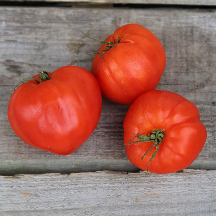 Plant de Tomate 'Cœur de Bœuf Rouge'