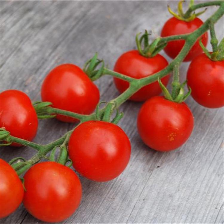 Plant de Tomate Cerise 'Délice du Jardinier'