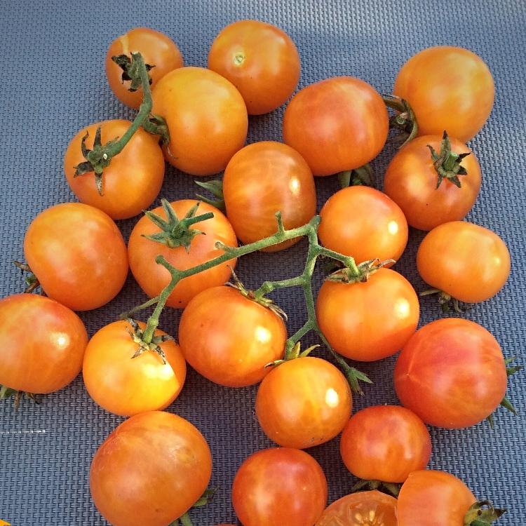 Plant de Tomate Cerise 'Jan's'
