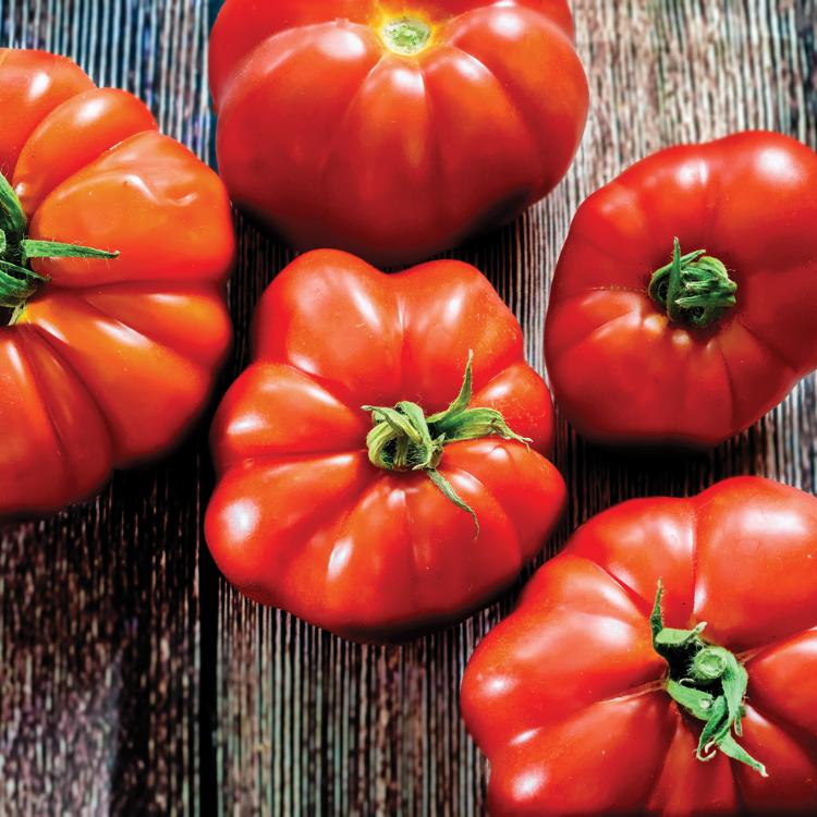 Plant de Tomate 'Marmande'
