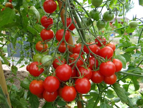 Plants de tomates cerise MIEL DU MEXIQUE-CASSAR- retiré