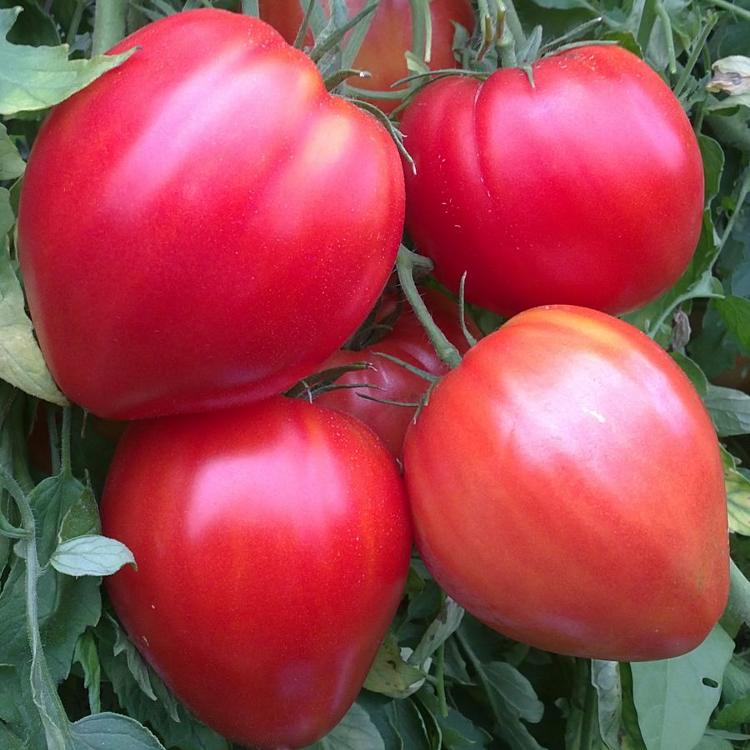 Plants de tomates petit coeur de boeuf