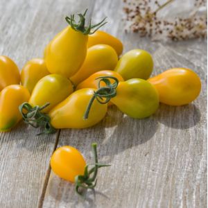 Plant de Tomate Cerise 'Poire Jaune'