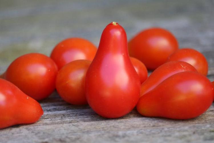Plant de Tomate Cerise 'Poire Rouge'