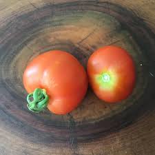 Plant de Tomate 'Pécoce de Quimper'