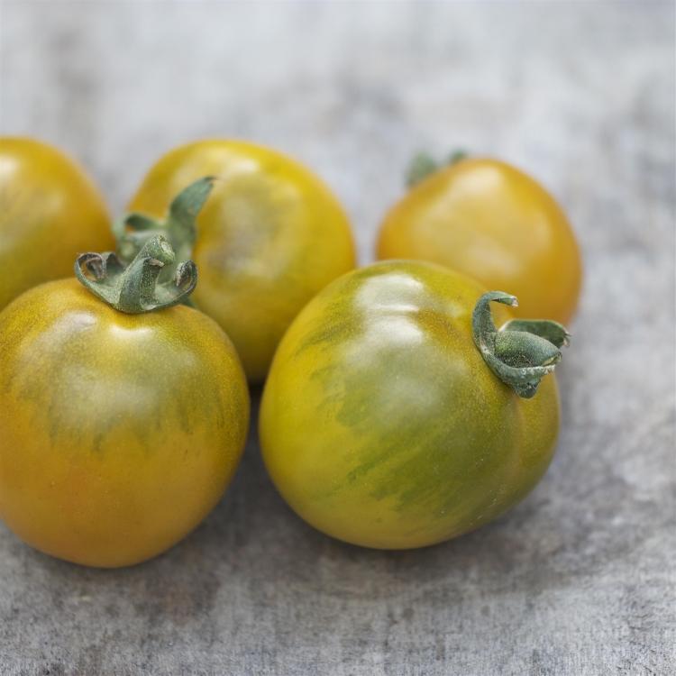 Plant de Tomate Cerise 'Raisin Vert'