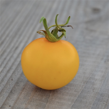 Plant de Tomate Cocktail 'Yellow Perfection'