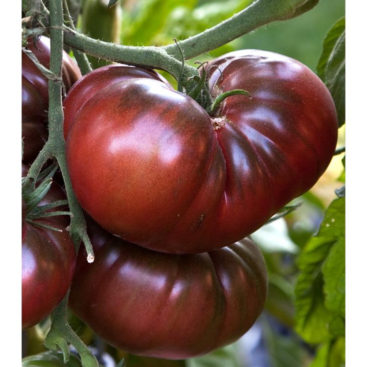 Tomate noire de Crimée