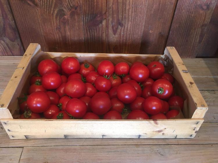 Tomates rondes / 5 kg