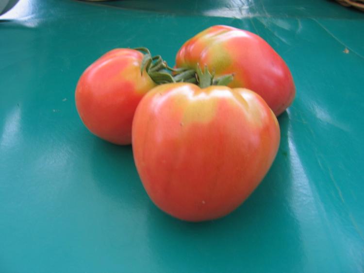 Tomates Coeur de Boeuf