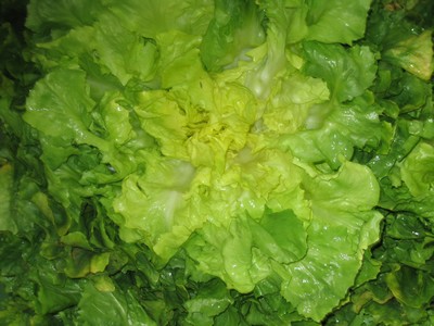 Salade Scarole