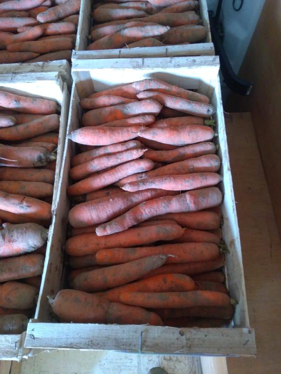 carottes de terre