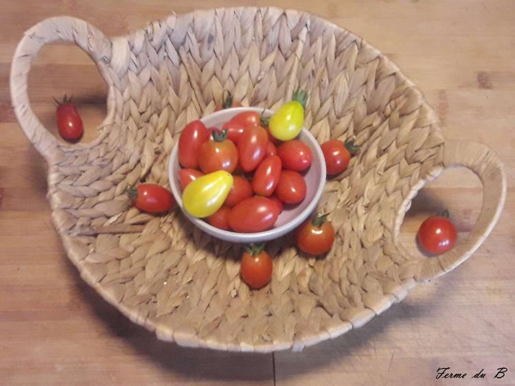 Tomate CERISE ROUGE ET ORANGE. En ce début de saison il peut se glisser parfois quelques tomates d'autres couleurs.