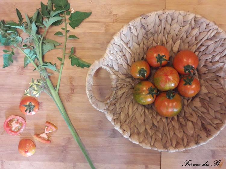 Tomate Ancienne Ronde RED ZEBRA