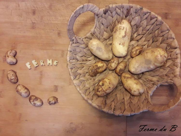 Pomme de terre de consommation Chair FERME "ALLIANS"(Non issue de notre production origine FRANCE.)