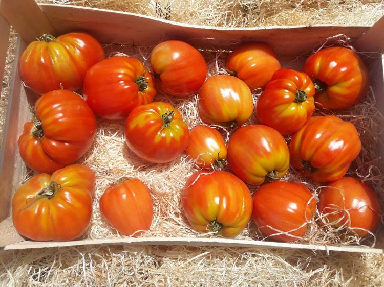 Tomate Ancienne allongée COEUR DE BOEUF  COLIS 5 KG