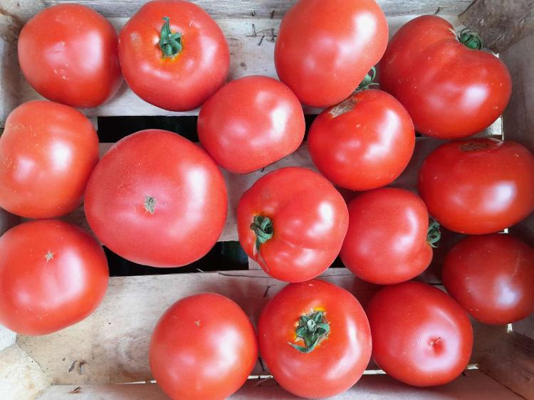 Tomate Ronde COLIS 4 KG