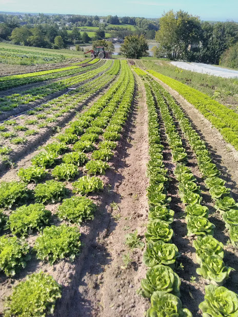 nos plantations de salades d'automne