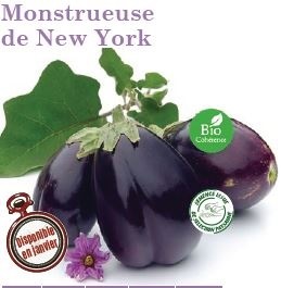 Plant aubergine Monstrueuse de New York Bio variété ancienne