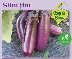 Plant aubergine Slim Jim Bio variété ancienne