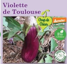 Plant aubergine Violette de Toulouse Bio variété ancienne