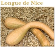 Plant courgette longue de Nice