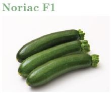 Plant courgette Noriac F1