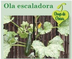 Plant courgette Ola Escaladora - Jeunes plants à finir de faire pousser au chaud