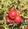 Pommes/Poires - Pour compote ou jus - Plateau de 8 kg