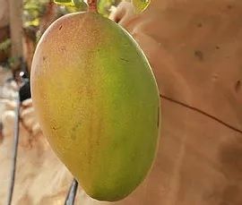 Mangues Baguinda - Sénégal