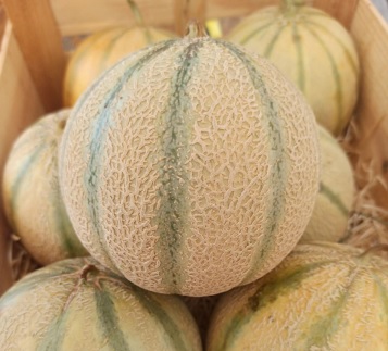 Melon charentais bio Artemis & Etika +/- 0.710 kg
