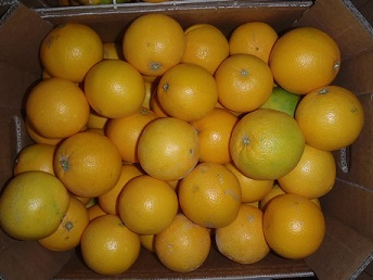 Oranges Navel Origine Sicile cat.II Cal. 6/7