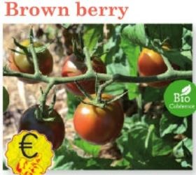 Plant tomate Brown Berry Bio variété ancienne -  Jeunes plants à finir de faire pousser au chaud