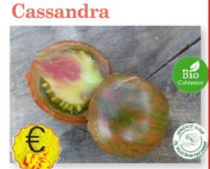 Plant tomate Cassandra Bio variété ancienne