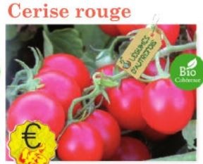 Plant tomate Cerise rouge Bio variété ancienne - Jeunes plants à finir de faire pousser au chaud
