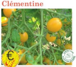 Plant tomate Clémentine variété ancienne - Jeunes plants à finir de faire pousser au chaud