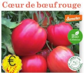 Plant tomate Coeur de boeuf rouge Bio variété ancienne - Jeunes plants à finir de faire pousser au chaud