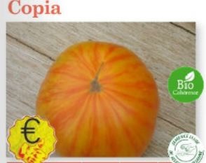 Plant tomate Copia Bio variété ancienne - Jeunes plants à finir de faire pousser au chaud