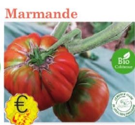 Plant tomate Marmande Bio variété ancienne