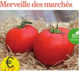 Plant tomate Merveille des marchés Bio variété ancienne - Jeunes plants à finir de faire pousser au chaud